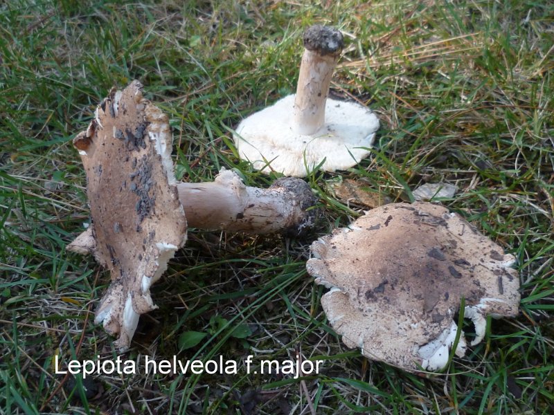 Lepiota helveola var.major-amf2181.jpg - Lepiota helveola var.major ; Nom français: Lépiote brune, var. grande